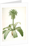 Eucomis regia, Eucomis royale, Pineapple Lily by Pierre Joseph Redouté