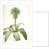 Eucomis regia, Eucomis royale, Pineapple Lily by Pierre Joseph Redouté