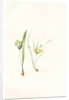 Ornithogalum luteum-O. minimum, Gagea sp; Ornithogale jaune; Ornithogale nain by Pierre Joseph Redouté