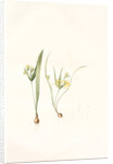 Ornithogalum luteum-O. minimum, Gagea sp; Ornithogale jaune; Ornithogale nain by Pierre Joseph Redouté