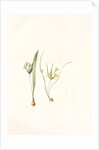 Ornithogalum luteum-O. minimum, Gagea sp; Ornithogale jaune; Ornithogale nain by Pierre Joseph Redouté