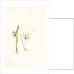 Ornithogalum luteum-O. minimum, Gagea sp; Ornithogale jaune; Ornithogale nain by Pierre Joseph Redouté