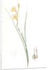 Gladiolus tristis, Glaïel ondulé, Marsh Afrikaner; Square-leaved Corn-flag by Pierre Joseph Redouté