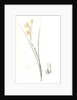 Gladiolus tristis, Glaïel ondulé, Marsh Afrikaner; Square-leaved Corn-flag by Pierre Joseph Redouté