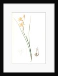 Gladiolus tristis, Glaïel ondulé, Marsh Afrikaner; Square-leaved Corn-flag by Pierre Joseph Redouté