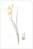 Gladiolus tristis, Glaïel ondulé, Marsh Afrikaner; Square-leaved Corn-flag by Pierre Joseph Redouté