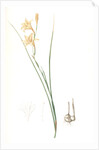 Gladiolus tristis, Glaïel ondulé, Marsh Afrikaner; Square-leaved Corn-flag by Pierre Joseph Redouté