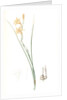 Gladiolus tristis, Glaïel ondulé, Marsh Afrikaner; Square-leaved Corn-flag by Pierre Joseph Redouté