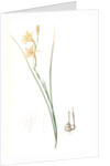 Gladiolus tristis, Glaïel ondulé, Marsh Afrikaner; Square-leaved Corn-flag by Pierre Joseph Redouté