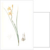 Gladiolus tristis, Glaïel ondulé, Marsh Afrikaner; Square-leaved Corn-flag by Pierre Joseph Redouté