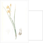 Gladiolus tristis, Glaïel ondulé, Marsh Afrikaner; Square-leaved Corn-flag by Pierre Joseph Redouté
