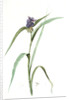 Tradescantia virginica, Tradescantia virginica; Ephémérine de Virginie, Transitory of Virginia; Spiderwort by Pierre Joseph Redouté