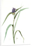 Tradescantia virginica, Tradescantia virginica; Ephémérine de Virginie, Transitory of Virginia; Spiderwort by Pierre Joseph Redouté