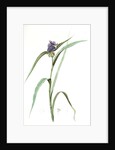Tradescantia virginica, Tradescantia virginica; Ephémérine de Virginie, Transitory of Virginia; Spiderwort by Pierre Joseph Redouté