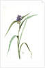 Tradescantia virginica, Tradescantia virginica; Ephémérine de Virginie, Transitory of Virginia; Spiderwort by Pierre Joseph Redouté