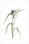 Tradescantia virginica, Tradescantia virginica; Ephémérine de Virginie, Transitory of Virginia; Spiderwort by Pierre Joseph Redouté