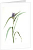 Tradescantia virginica, Tradescantia virginica; Ephémérine de Virginie, Transitory of Virginia; Spiderwort by Pierre Joseph Redouté