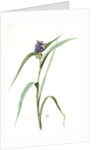 Tradescantia virginica, Tradescantia virginica; Ephémérine de Virginie, Transitory of Virginia; Spiderwort by Pierre Joseph Redouté