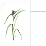 Tradescantia virginica, Tradescantia virginica; Ephémérine de Virginie, Transitory of Virginia; Spiderwort by Pierre Joseph Redouté