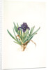 Iris pumila floribus violaceis, Iris naine à fleurs violettes by Pierre Joseph Redouté