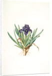 Iris pumila floribus violaceis, Iris naine à fleurs violettes by Pierre Joseph Redouté
