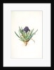 Iris pumila floribus violaceis, Iris naine à fleurs violettes by Pierre Joseph Redouté