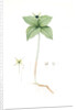 Paris quadrifolia, Parisette à quartre feuilles; Herb Paris, True-Love, or One-Berry by Pierre Joseph Redouté