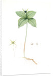 Paris quadrifolia, Parisette à quartre feuilles; Herb Paris, True-Love, or One-Berry by Pierre Joseph Redouté