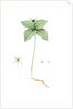 Paris quadrifolia, Parisette à quartre feuilles; Herb Paris, True-Love, or One-Berry by Pierre Joseph Redouté