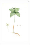 Paris quadrifolia, Parisette à quartre feuilles; Herb Paris, True-Love, or One-Berry by Pierre Joseph Redouté