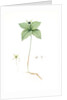 Paris quadrifolia, Parisette à quartre feuilles; Herb Paris, True-Love, or One-Berry by Pierre Joseph Redouté