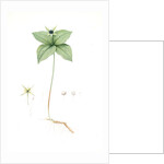 Paris quadrifolia, Parisette à quartre feuilles; Herb Paris, True-Love, or One-Berry by Pierre Joseph Redouté
