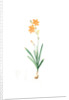 Montbretia, Tritonia securigera; Montbretie, Copper-colored Corn flag by Pierre Joseph Redouté