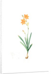 Montbretia, Tritonia securigera; Montbretie, Copper-colored Corn flag by Pierre Joseph Redouté