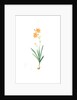 Montbretia, Tritonia securigera; Montbretie, Copper-colored Corn flag by Pierre Joseph Redouté