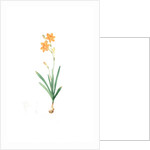 Montbretia, Tritonia securigera; Montbretie, Copper-colored Corn flag by Pierre Joseph Redouté