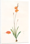 Ixia crocata, Tritonia crocata; Ixia safranée; Blazing Star, Saffron-colored Ixia by Pierre Joseph Redouté