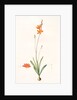 Ixia crocata, Tritonia crocata; Ixia safranée; Blazing Star, Saffron-colored Ixia by Pierre Joseph Redouté
