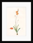 Ixia crocata, Tritonia crocata; Ixia safranée; Blazing Star, Saffron-colored Ixia by Pierre Joseph Redouté