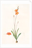 Ixia crocata, Tritonia crocata; Ixia safranée; Blazing Star, Saffron-colored Ixia by Pierre Joseph Redouté