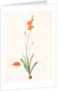 Ixia crocata, Tritonia crocata; Ixia safranée; Blazing Star, Saffron-colored Ixia by Pierre Joseph Redouté