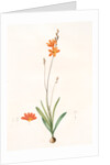 Ixia crocata, Tritonia crocata; Ixia safranée; Blazing Star, Saffron-colored Ixia by Pierre Joseph Redouté