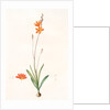 Ixia crocata, Tritonia crocata; Ixia safranée; Blazing Star, Saffron-colored Ixia by Pierre Joseph Redouté