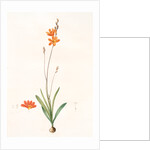 Ixia crocata, Tritonia crocata; Ixia safranée; Blazing Star, Saffron-colored Ixia by Pierre Joseph Redouté