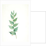 Streptopus amplexifolius, Streptore embrassant; Twisted Stalk by Pierre Joseph Redouté