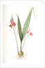 Limodorum purpureum, Bletia verecunda; Limodore pourpre, Pine pink by Pierre Joseph Redouté