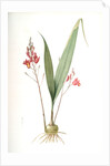 Limodorum purpureum, Bletia verecunda; Limodore pourpre, Pine pink by Pierre Joseph Redouté