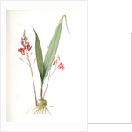 Limodorum purpureum, Bletia verecunda; Limodore pourpre, Pine pink by Pierre Joseph Redouté