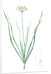 Allium tartaricum, Allium ramosum; Ail de Tartarie, Chinese chives; Fragrant-flowered garlic by Pierre Joseph Redouté