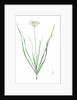 Allium tartaricum, Allium ramosum; Ail de Tartarie, Chinese chives; Fragrant-flowered garlic by Pierre Joseph Redouté